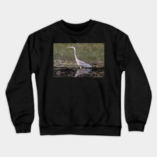 Great Blue Heron in a pond Crewneck Sweatshirt